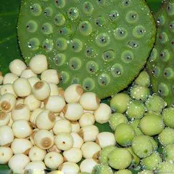 掌管健康的6种神奇坚果 掌管健康的6种神奇坚果