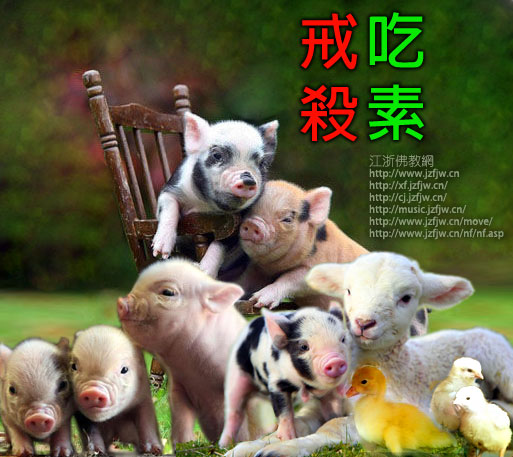 你必须知道:三个最重要的食肉过失! 你必须知道:三个最重要的食肉过失!