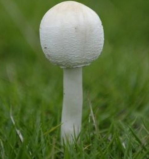 最坏的“反营养物质”藏在哪? 最坏的“反营养物质”藏在哪?