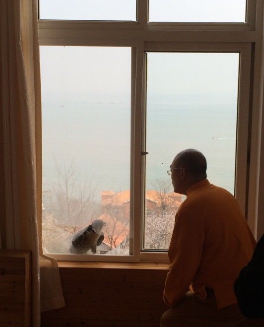 һĻ���ھ�̾���ѵĳ�����ӥ�����