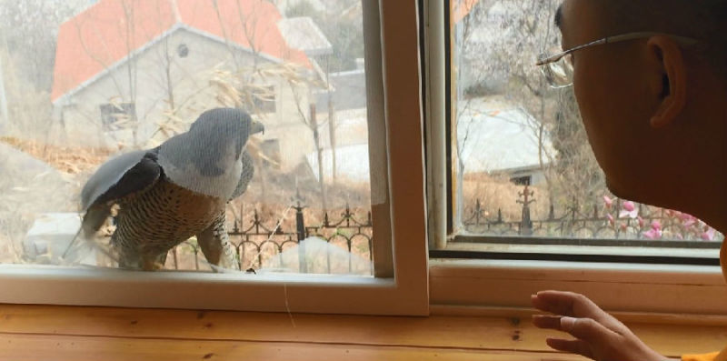 һĻ���ھ�̾���ѵĳ�����ӥ�����