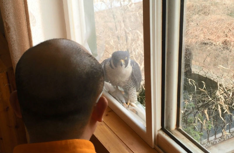 һĻ���ھ�̾���ѵĳ�����ӥ�����