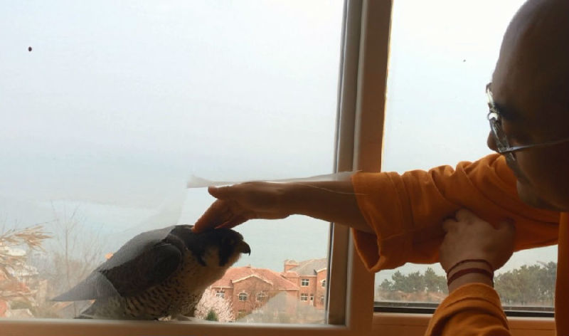 һĻ���ھ�̾���ѵĳ�����ӥ�����