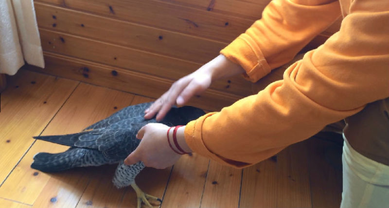 һĻ���ھ�̾���ѵĳ�����ӥ�����