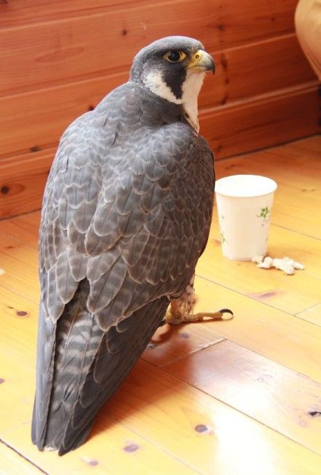 һĻ���ھ�̾���ѵĳ�����ӥ�����