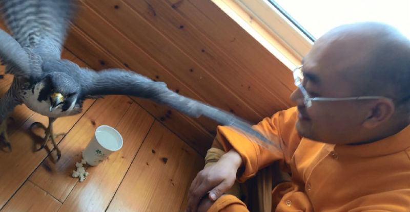 һĻ���ھ�̾���ѵĳ�����ӥ�����