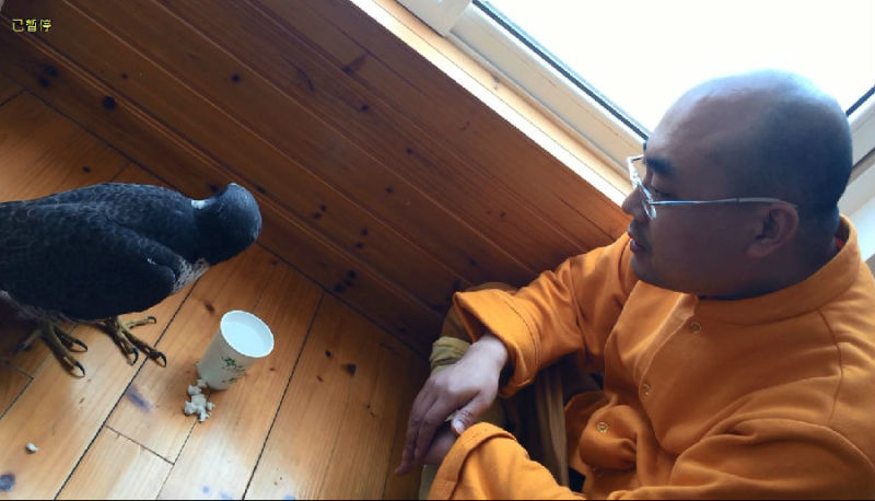 һĻ���ھ�̾���ѵĳ�����ӥ�����