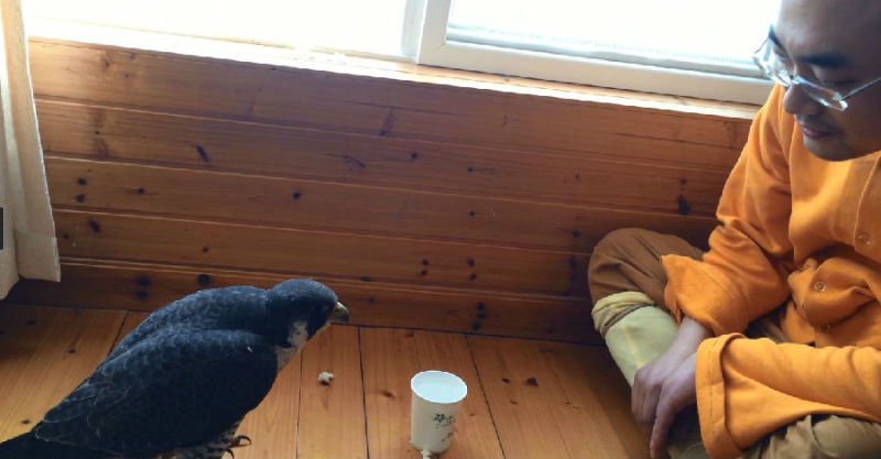 һĻ���ھ�̾���ѵĳ�����ӥ�����