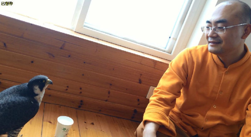 һĻ���ھ�̾���ѵĳ�����ӥ�����