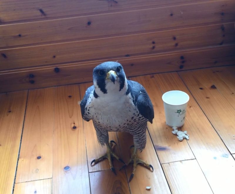 һĻ���ھ�̾���ѵĳ�����ӥ�����