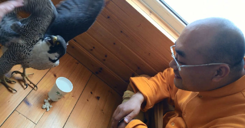 һĻ���ھ�̾���ѵĳ�����ӥ�����