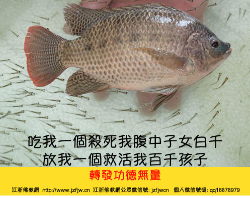 定弘法师:放生鱼子如不如法 定弘法师:放生鱼子如不如法