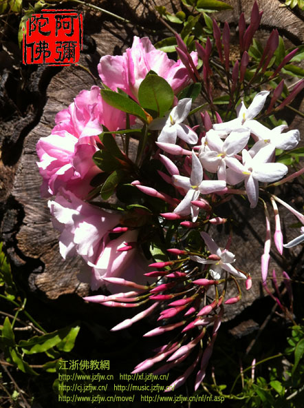 ��������һֱ�������ܣ�δ��ʵ��Т����ʹ�Լ���ѧ��������