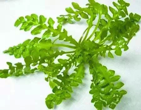 ��������ЩҰ���洦���ڣ�һ��Ұ����һ�ֲ�