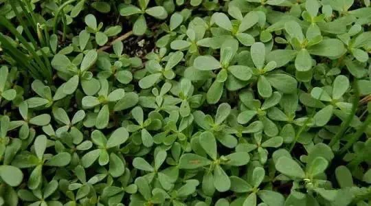 ��������ЩҰ���洦���ڣ�һ��Ұ����һ�ֲ�