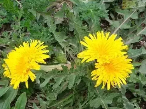 ��������ЩҰ���洦���ڣ�һ��Ұ����һ�ֲ�