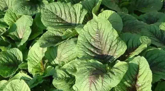 ��������ЩҰ���洦���ڣ�һ��Ұ����һ�ֲ�