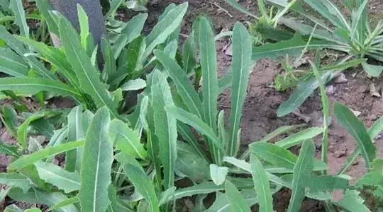 ��������ЩҰ���洦���ڣ�һ��Ұ����һ�ֲ�