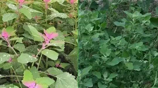 ��������ЩҰ���洦���ڣ�һ��Ұ����һ�ֲ�