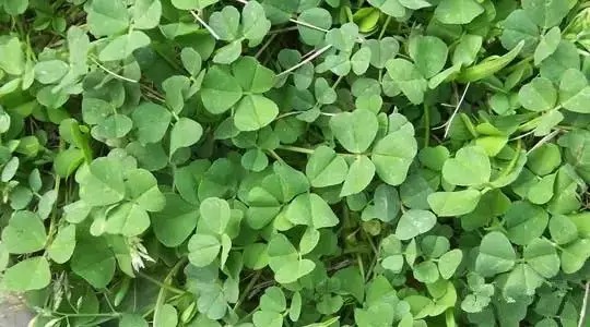 ��������ЩҰ���洦���ڣ�һ��Ұ����һ�ֲ�