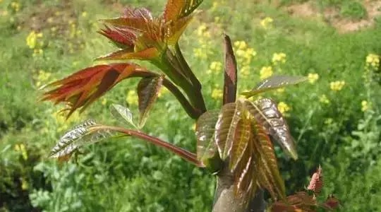 ��������ЩҰ���洦���ڣ�һ��Ұ����һ�ֲ�