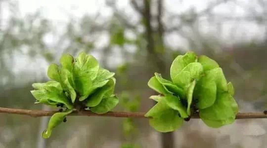 ��������ЩҰ���洦���ڣ�һ��Ұ����һ�ֲ�