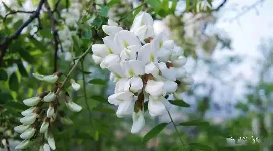 ��������ЩҰ���洦���ڣ�һ��Ұ����һ�ֲ�