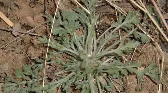 ��������ЩҰ���洦���ڣ�һ��Ұ����һ�ֲ�