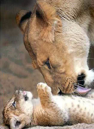 亲情照片,太美了!你是否被感动了? 亲情照片,太美了!你是否被感动了?