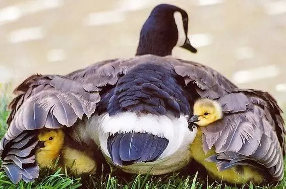 亲情照片,太美了!你是否被感动了? 亲情照片,太美了!你是否被感动了?