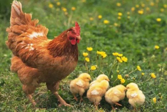 亲情照片,太美了!你是否被感动了? 亲情照片,太美了!你是否被感动了?