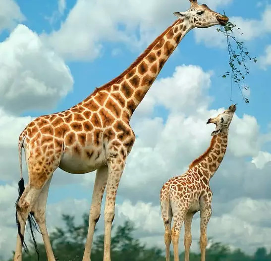 亲情照片,太美了!你是否被感动了? 亲情照片,太美了!你是否被感动了?