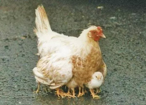 亲情照片,太美了!你是否被感动了? 亲情照片,太美了!你是否被感动了?