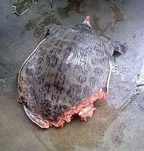 一起泰国的离奇事件!医生惊呆了! 一起泰国的离奇事件!医生惊呆了!