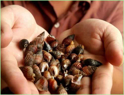 吃一口就成植物人 吃一口就成植物人