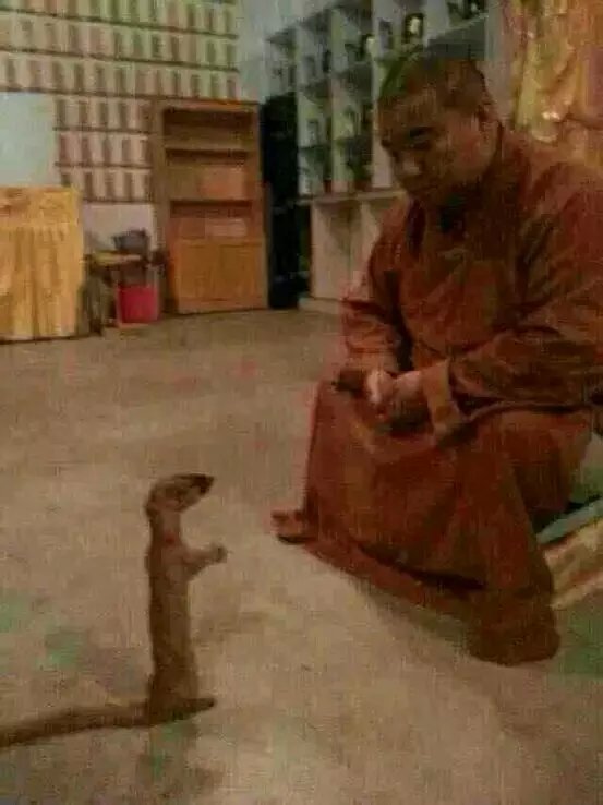 一只黄鼠狼被救后拜佛往生的故事... 一只黄鼠狼被救后拜佛往生的故事...