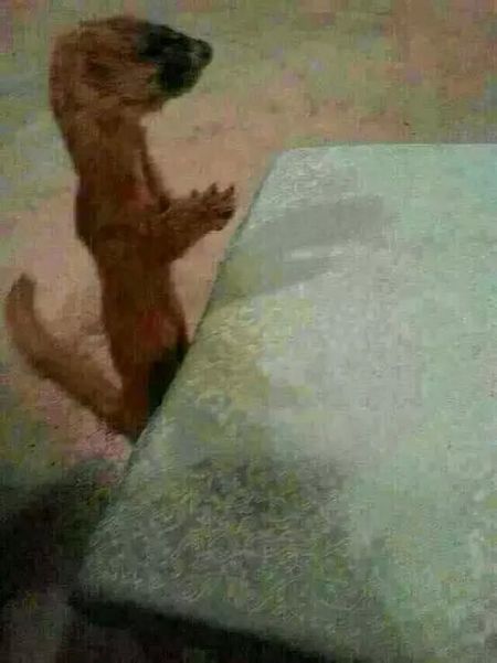 һֻ�����Ǳ��Ⱥ�ݷ������Ĺ���...