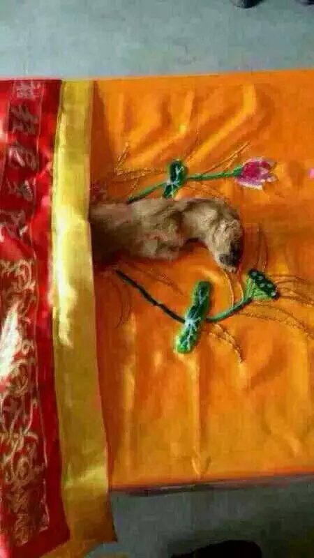 һֻ�����Ǳ��Ⱥ�ݷ������Ĺ���...