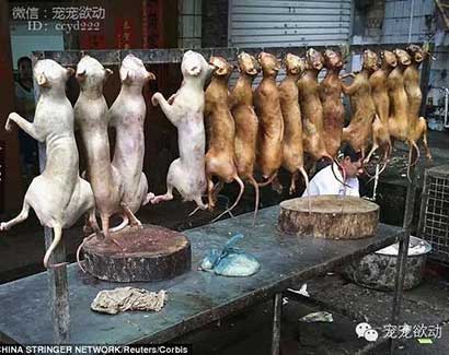 ÿ����ɱ������ֻ�����Ĺ�����䱻��ͣ�����������ڽ�����