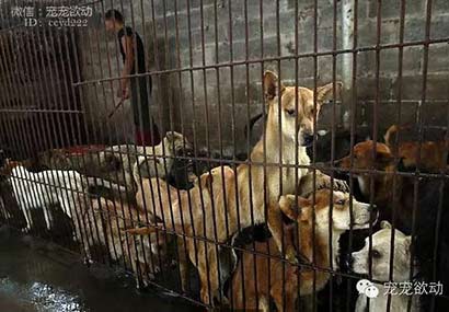 ÿ����ɱ������ֻ�����Ĺ�����䱻��ͣ�����������ڽ�����