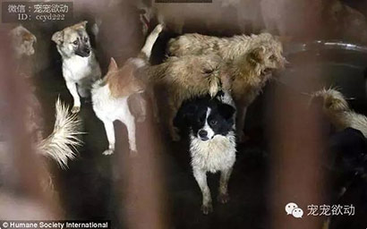 ÿ����ɱ������ֻ�����Ĺ�����䱻��ͣ�����������ڽ�����