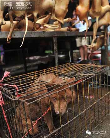 ÿ����ɱ������ֻ�����Ĺ�����䱻��ͣ�����������ڽ�����