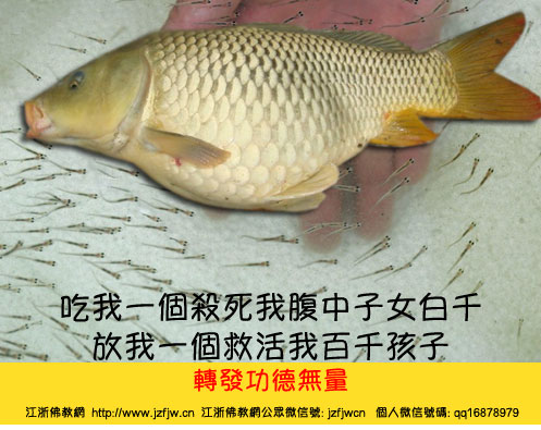 七月宜大量放生鱼类 七月宜大量放生鱼类