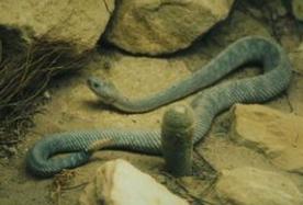 ɱ��֮��������Ѳ���