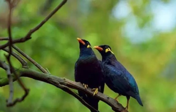 前世今生:江苏少女转世成鷯哥看父母 前世今生:江苏少女转世成鷯哥看父母