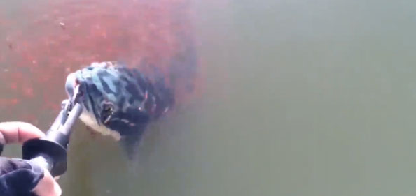 妈妈,我们来救你!当母鱼被钓起后......震惊的一幕发生了 妈妈,我们来救你!当母鱼被钓起后......震惊的一幕发生了