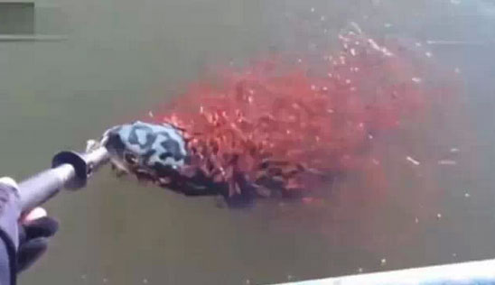 妈妈,我们来救你!当母鱼被钓起后......震惊的一幕发生了 妈妈,我们来救你!当母鱼被钓起后......震惊的一幕发生了