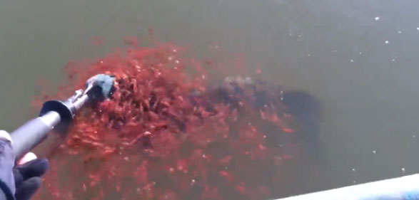 妈妈,我们来救你!当母鱼被钓起后......震惊的一幕发生了 妈妈,我们来救你!当母鱼被钓起后......震惊的一幕发生了