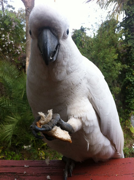 ���η�ʦ��ʩʳ��һֻ���ϳԣ�������һ��(ʮ)�顶�ͽپ����Ĺ���