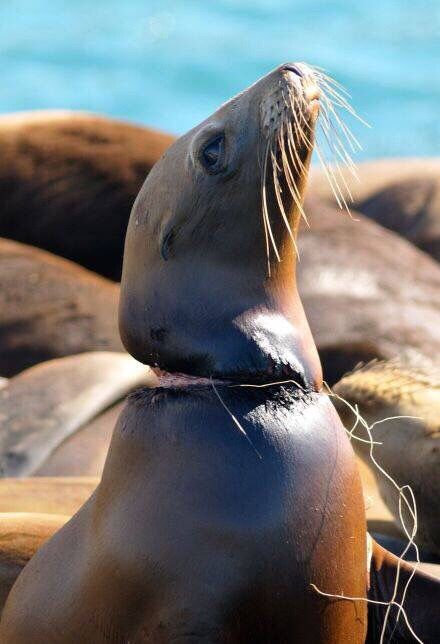 �������ӵ������������ܾ�������һ����ʹ��